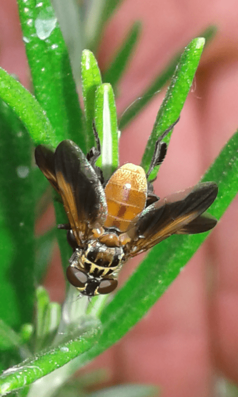 Trichopoda pennipes (Tachinidae)? S